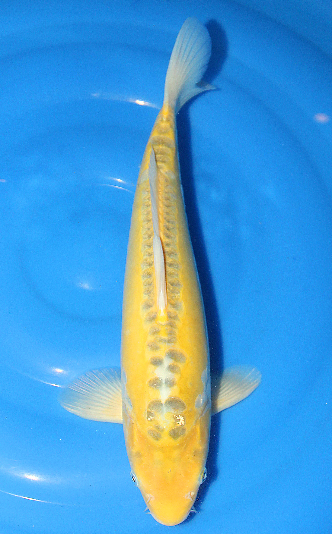 Ki Shusui 41 cm 375 Euro - Koi Bauer