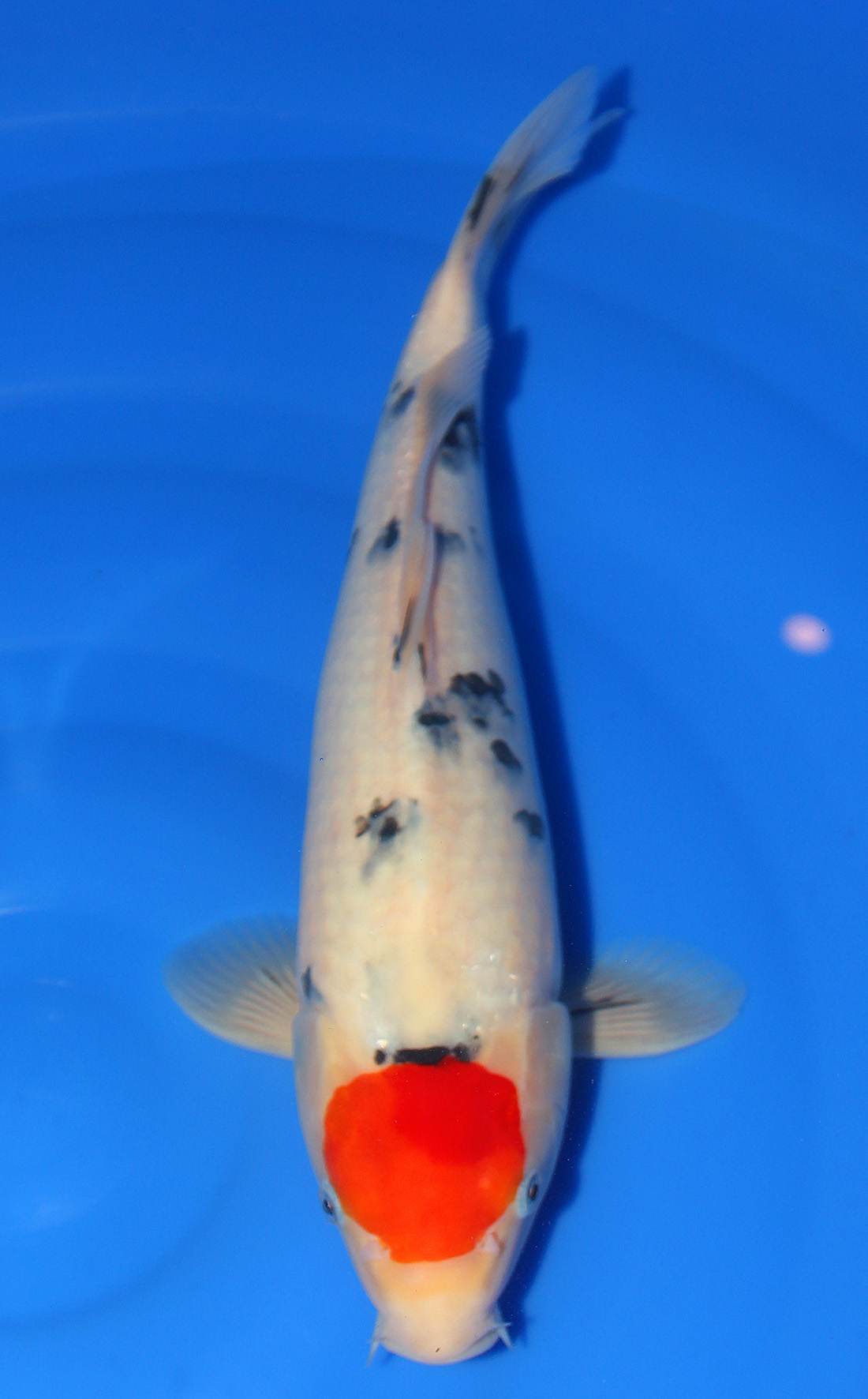 Tancho Sanke 39 cm 550 Euro Koi Bauer