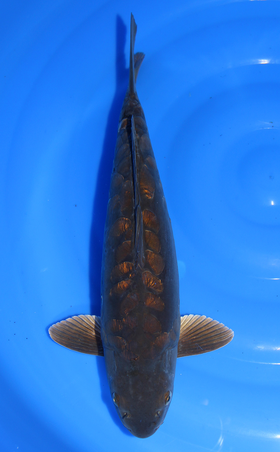 Katta Dick porno kompilyatsiya