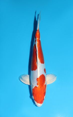 Kikusui