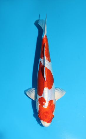 Kikusui