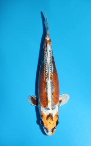 Kin Kikokuryu