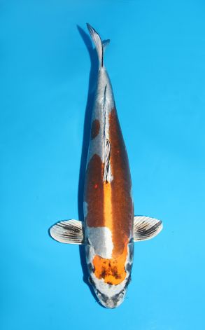 Kin Kikokuryu