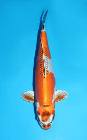 Kin Kikokuryu