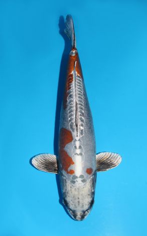 Kin Kikokuryu
