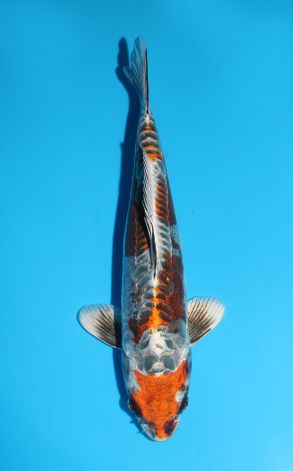 Kin Kikokuryu