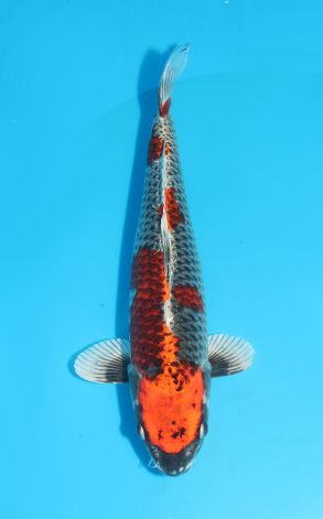 Beni Ginga