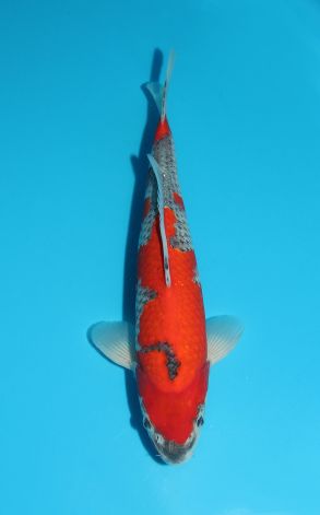 Goshiki