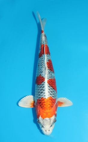 Kujaku
