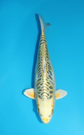 Mizuho Ogon Golden Dollar