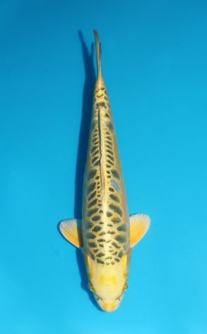 Mizuho Ogon Golden Dollar