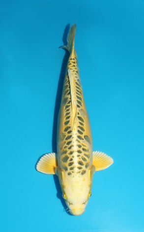 Mizuho Ogon Golden Dollar