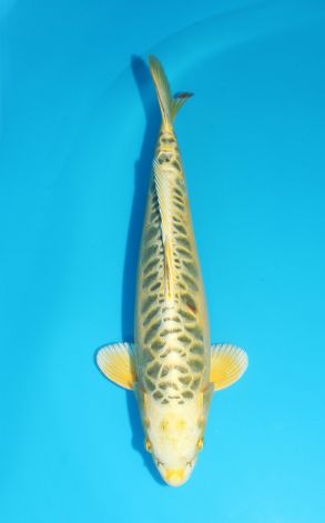 Mizuho Ogon Golden Dollar