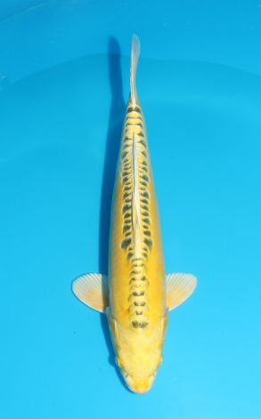 Mizuho Ogon Golden Dollar