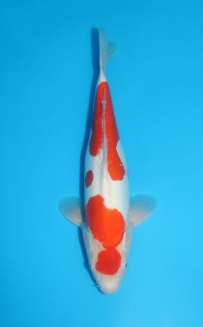 Doitsu Kohaku