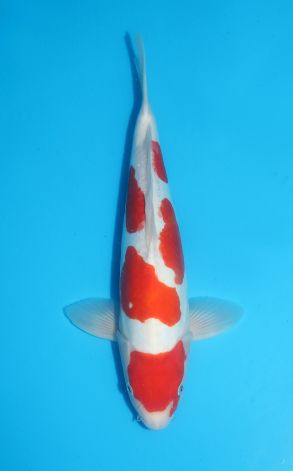 Doitsu Kohaku