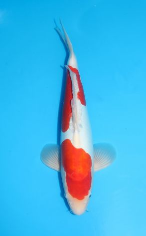 Doitsu Kohaku