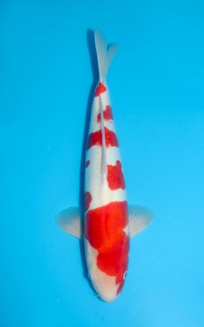 Doitsu Kohaku