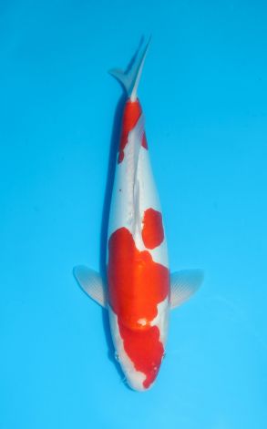 Doitsu Kohaku