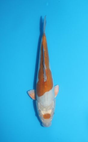 Doitsu Maruten Metallic Ochiba
