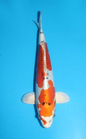 Beni Kikokuryu