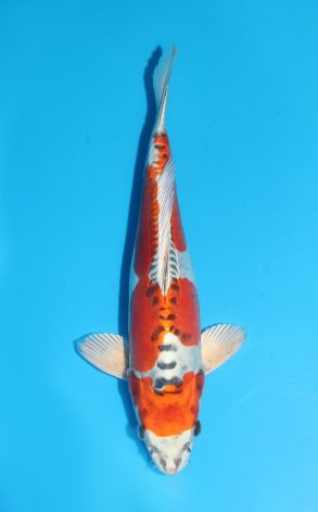 Beni Kikokuryu