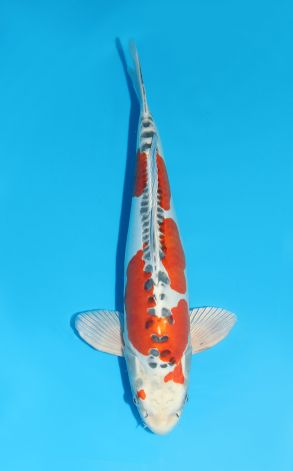 Beni Kikokuryu