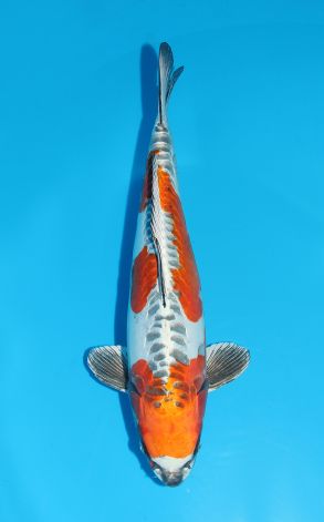 Beni Kikokuryu