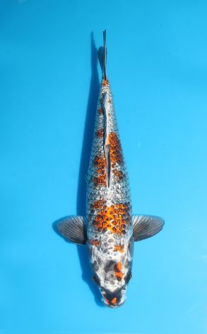 Gin Rin Metallic Ochiba