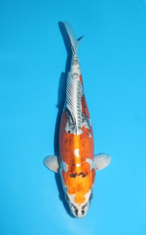 Kin Kikokuryu
