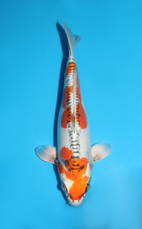 Kin Kikokuryu