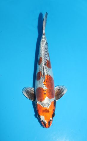 Kin Kikokuryu