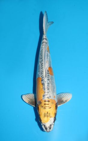 Kin Kikokuryu