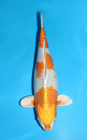 Kogane Ochiba