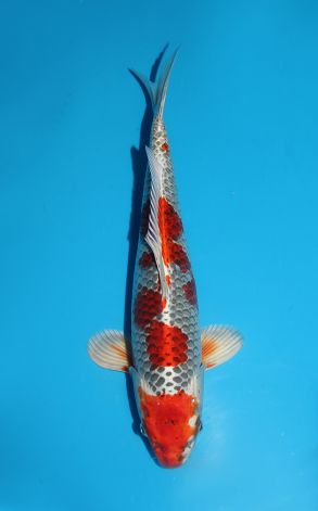 Kujaku
