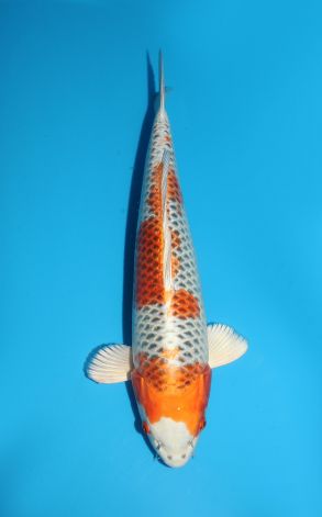 Kujaku
