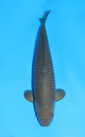 Chagoi