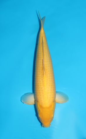 Karashigoi