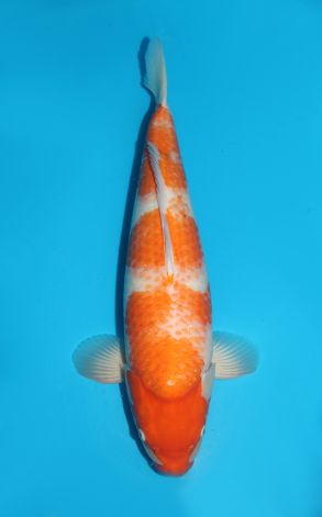 Kohaku