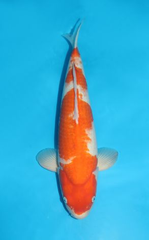 Kohaku