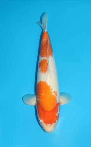 Kohaku