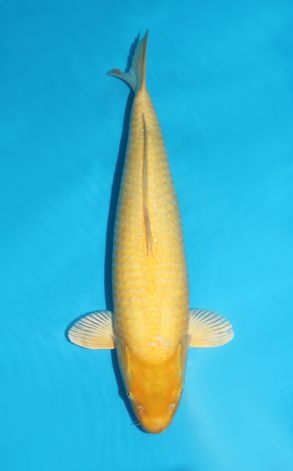 Yamabuki