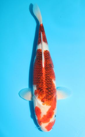Goromo