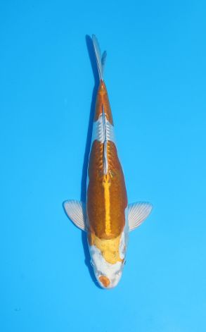 Doitsu Metallic Ochiba