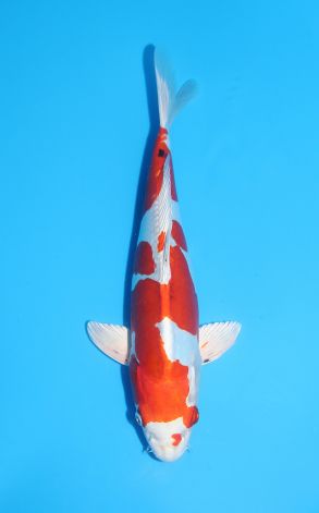 Doitsu Yamatonishiki