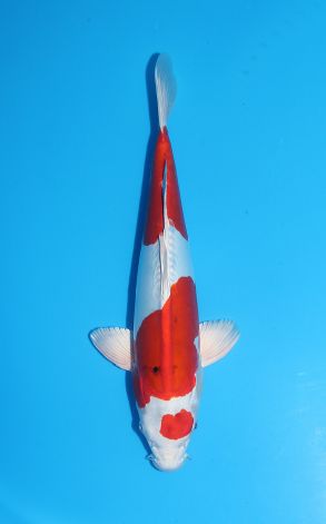 Doitsu Yamatonishiki