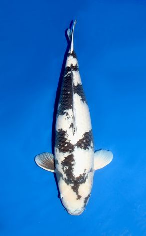 Gin Rin Shiro Utsuri