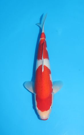 Kohaku kuchibeni