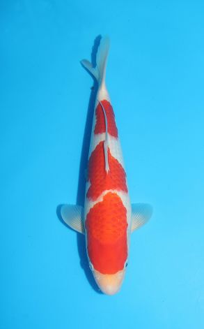 Kohaku