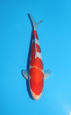 Kohaku